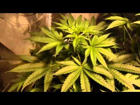 Marijuana indoor indica grow