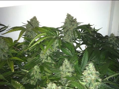 How to Grow Weed - Marijuana Growing Journal - Week 13