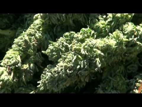 Medical Outdoor Marijuana Growing Lesson 4