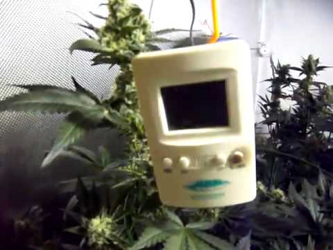 Marijuana medicinal indoor cannabis plant grow op