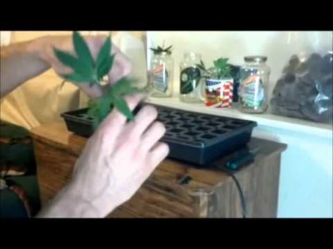 Omm Alternative: Growing Marijuana Popping Seeds and Cutting Clones