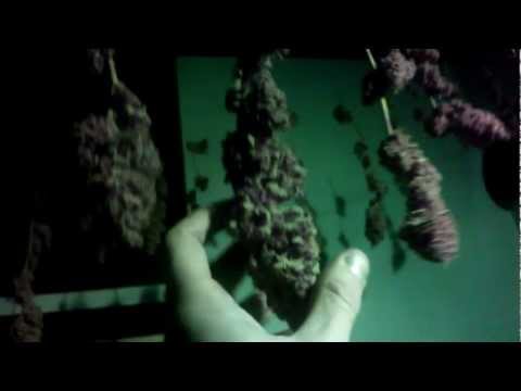 Jungle of drying medical marijuana