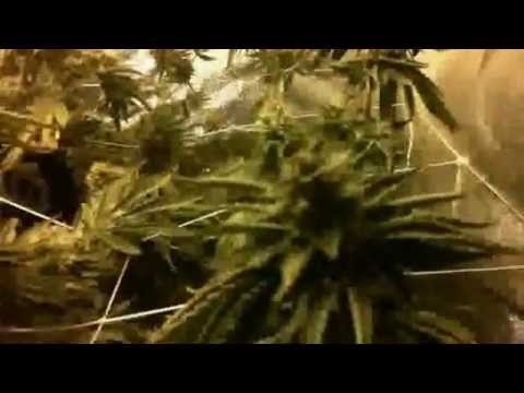 Medicinal Marijuana Flush