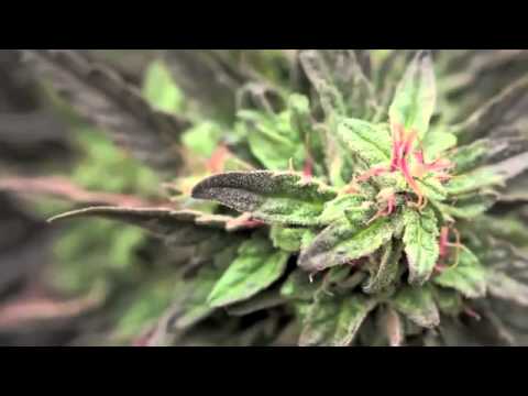 Jorge Cervantes Medical Marijuana Outdoor Gardens Tour YouTube