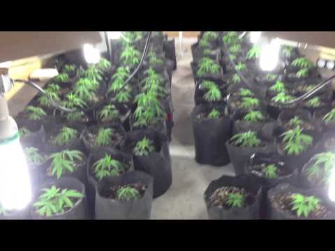 BC medical marijuana grow 8000 watts and 8 cfl in dirt 2 weeks veg kush and nuken