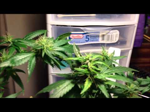 Growing Marijuana with LED Lights - Day 72