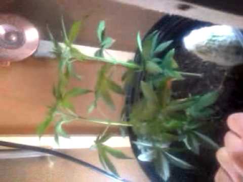 1 and a half month old marijuana plants