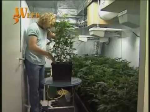 Marijuana - Top quality indoor growing