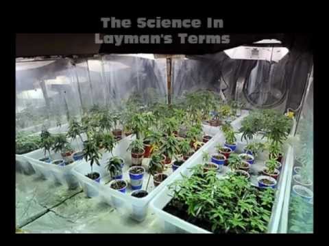 CANNABIS FLOWERING: Using Proper Marijuana Lights In Grow Rooms and Outdoors