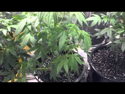 Week 13 Vegetation. CFL grow. Cannabis, radish's, cucumbers & cayenne peppers
