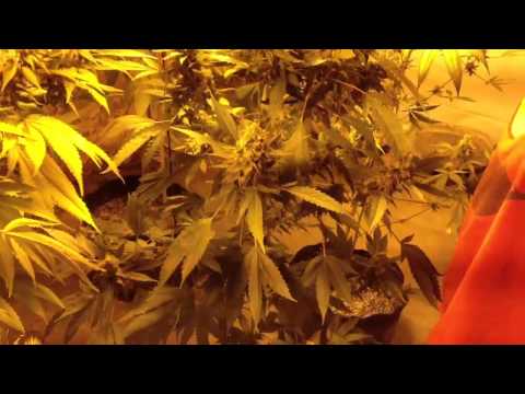Marijuana in a room