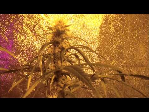 Growing Marijuana Flowering Cannabis Plant