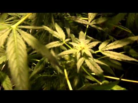 Marijuana plants BIG BUD week 6
