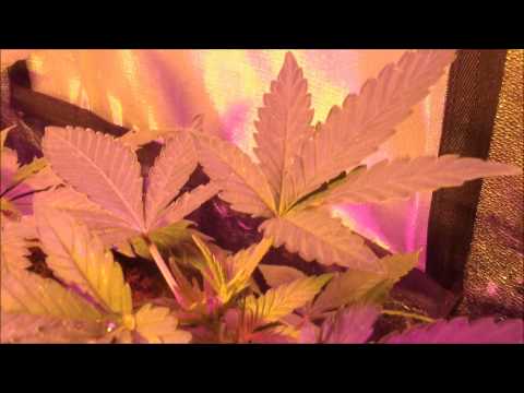 Barneys Farm LSD Marijuana Grow Report