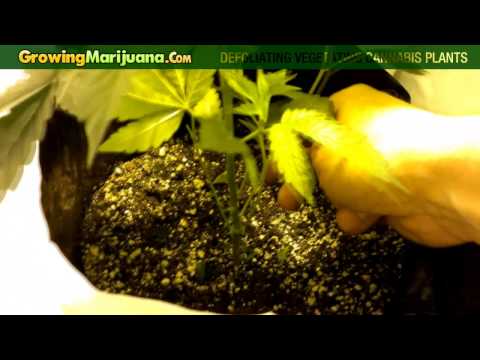 How To Grow Marijuana - Defoliating Vegetating Cannabis Plants