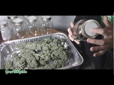 Harvest Part 8 Curing Cannabis
