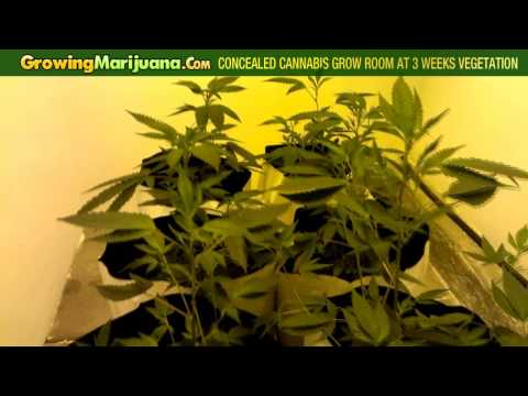 Growing Weed In A Concealed Cannabis Grow Room at 3 Weeks Vegetation