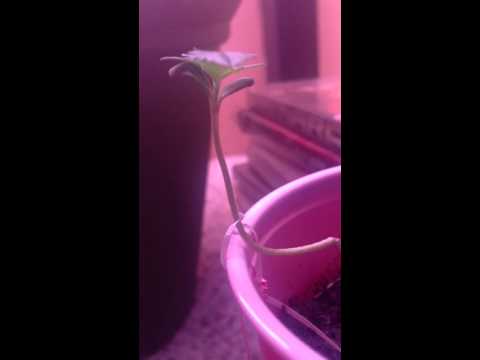 Growing Medical Marijuana week 2-3