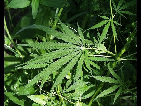 Should marijuana be legal?