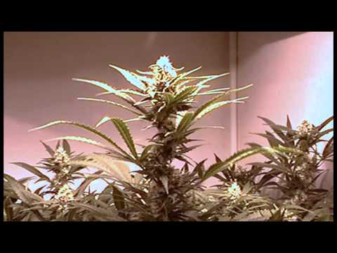 Legal Arizona Medical Marijuana Garden Day 29 Timelapse (12