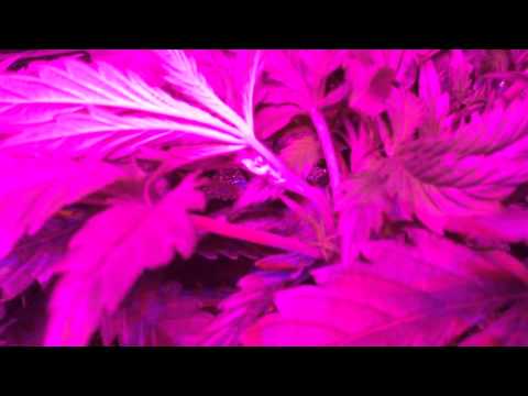 330W LED Cannabis Grow #2 - Peyote Purple & TGA Qush - 6 week VEG