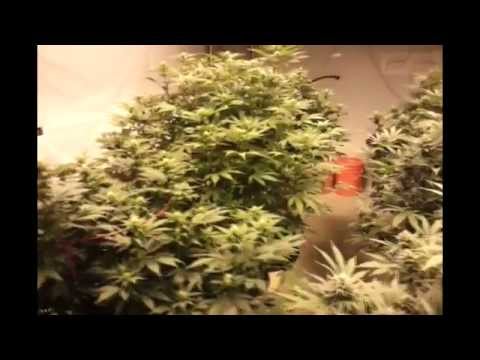 4K Perpetual Cannabis Grow. Update #6