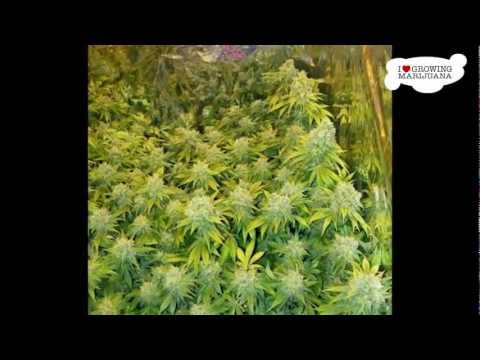 Marijuana Grow Journal - Precious - 20 oz Harvest