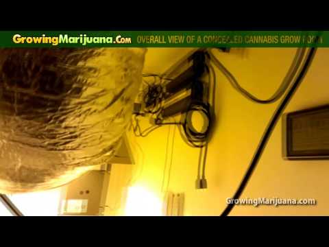 Weed Grow Rooms - Overall View Of A Concealed Cannabis Grow Room