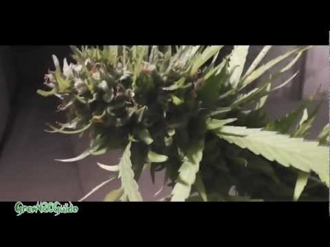 Outdoor Cannabis: Harvest Part 3 (The organic plant)