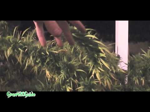 Outdoor Cannabis: Harvest Part 2