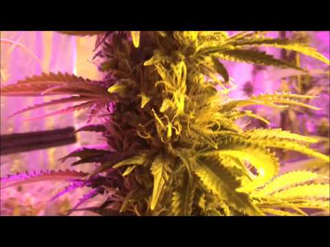 Marijuana Grow Report Chronic