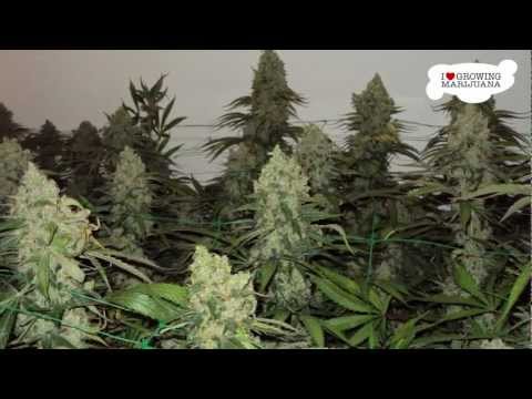 Marijuana Grow Journal - White Widow - 7 Pound Harvest - new