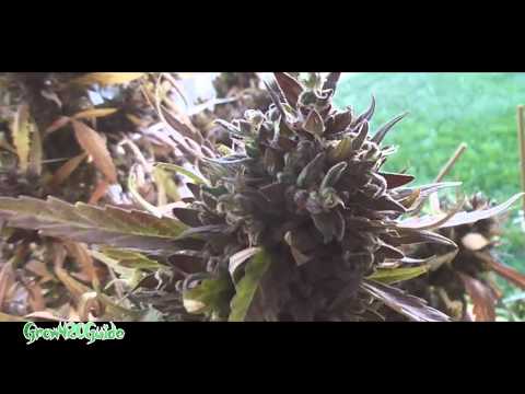 Outdoor Cannabis: Its Harvest Time (Part 1)