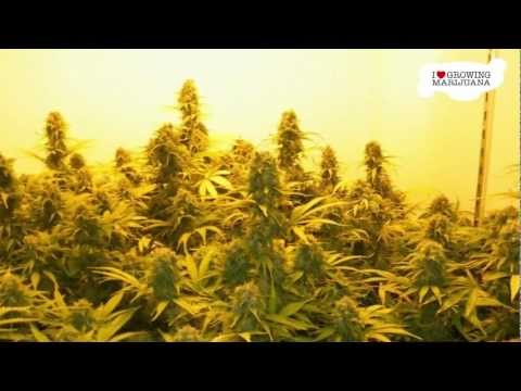 Marijuana Grow Journal - Power Plant - 1 Pound Harvest
