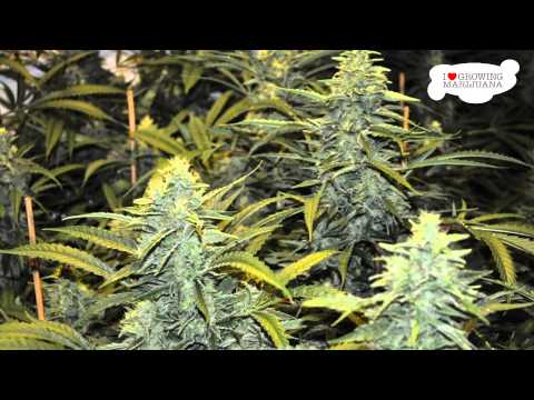 Marijuana Grow Journal - Power Plant - 48 oz Harvest