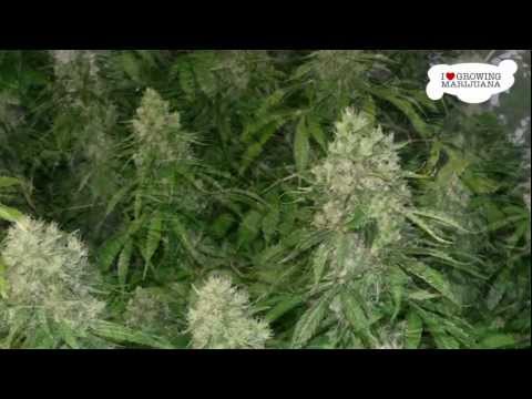 Marijuana Grow Journal - Northern Lights - 4 Pound Harvest