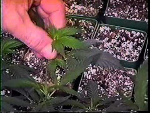 Sea Of Green: Volume 4: Growing Sensimilla Marijuana