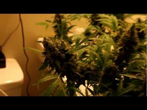 Medical Marijuana Canabis Love