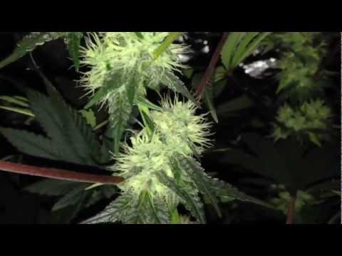 Lumigrow & CLW 530W LED Cannabis Grow #2 - Peyote Purple & TGA Qush - Night flower shots