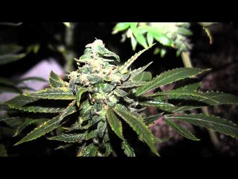 HD GROW UPDATE BY REQUEST JACK HERER SURGES AHEAD!