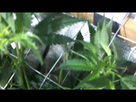 How to Scrog (Part 2, update) Icemud's DIY V-Scrog screen in a 2.5x5 tent