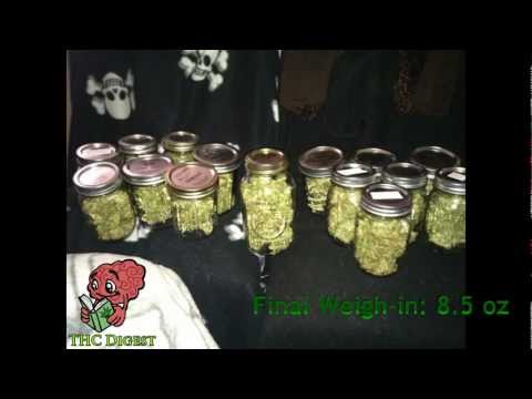 How to Grow Hydro Weed in 16 Weeks
