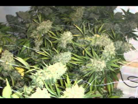 building a 5 Plants, legal medical marijuana grow room part 04 - http://www.limbo-co.com