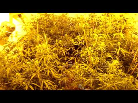 Tour Of My First Medical Marijuana Grow Room, Super Silver Haze 3rd Week Into Flowering