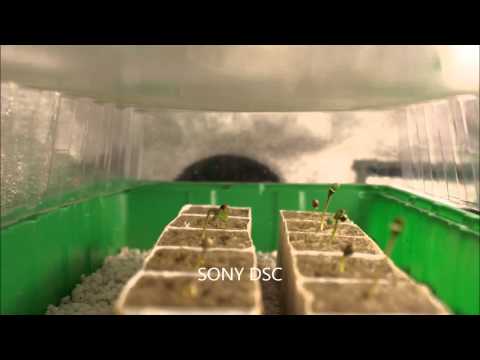 Cannabis Skunk Seed Marijuana Plant Timelapse