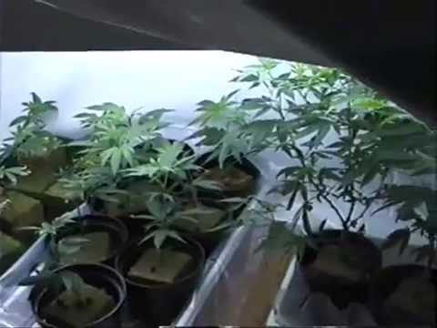 Quality Indoor Marijuana Cultivation - FULL 2 HOURS How to grow marijuana guide