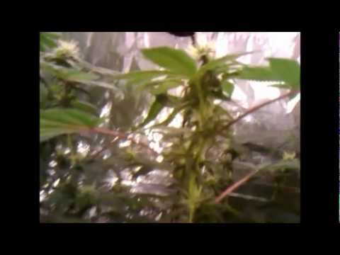 Week 3 Flowering. CFL Grow. Cannabis, cayenne peppers, radish's & clones.