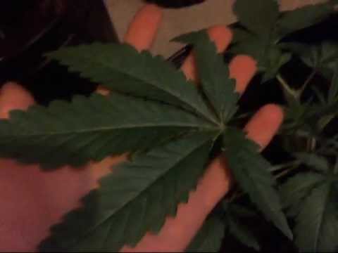 Race to 420 plant update 8