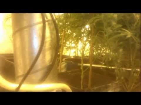 Growing 175x Power Plant (PP) Marijuana/Cannabis