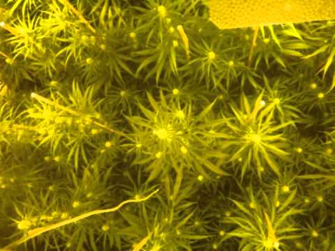 Growing Marijuana Super Silver Haze - week 4 flowering - Part 4